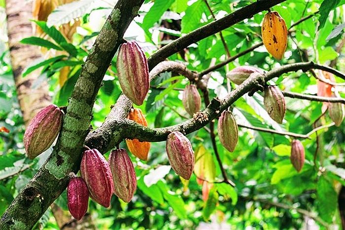 Health and Nutritional Benefits of Cocoa Powder